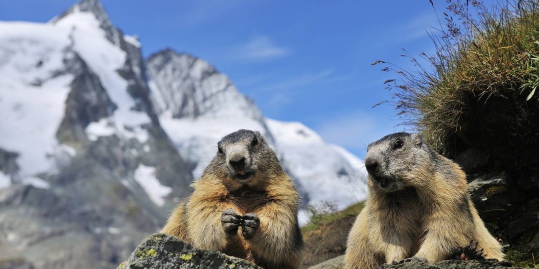 🦡 Альпийские сурки, Национальный парк Хоэ Тауэрн, Австрия