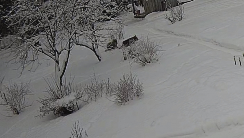    Жители Питкярантского округа отбили собаку у волков«PRO Питкяранту» / VK