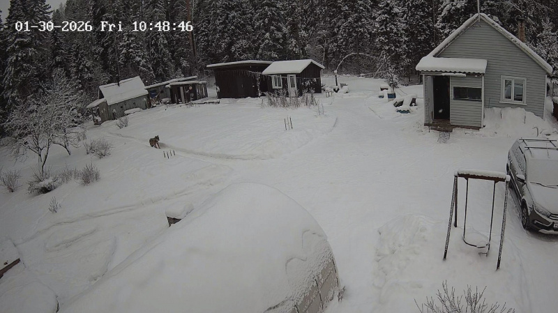    Жители Питкярантского округа отбили собаку у волков«PRO Питкяранту» / VK