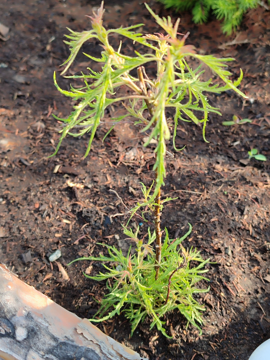 9 июня моя малышка