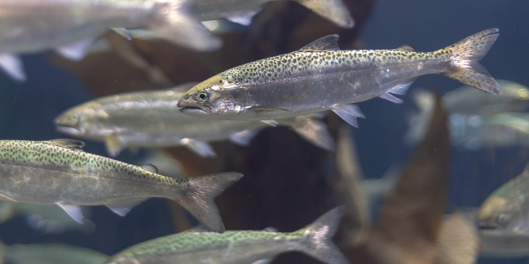 Экспорт рыбы вырос на 14% в денежном выражении