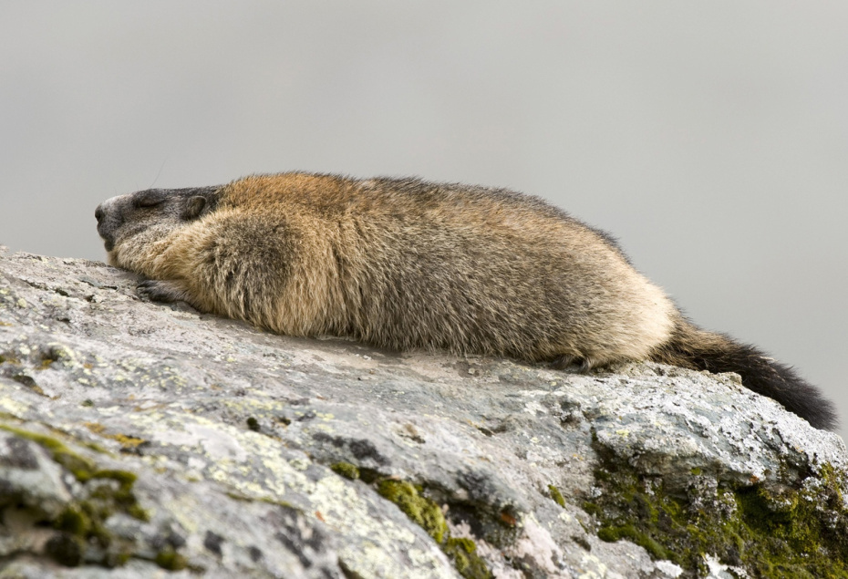    Reinhard Hölzl/imageBROKER.com/Global Look Press