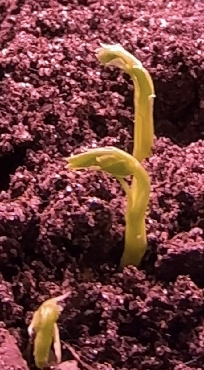 Всходы гороха