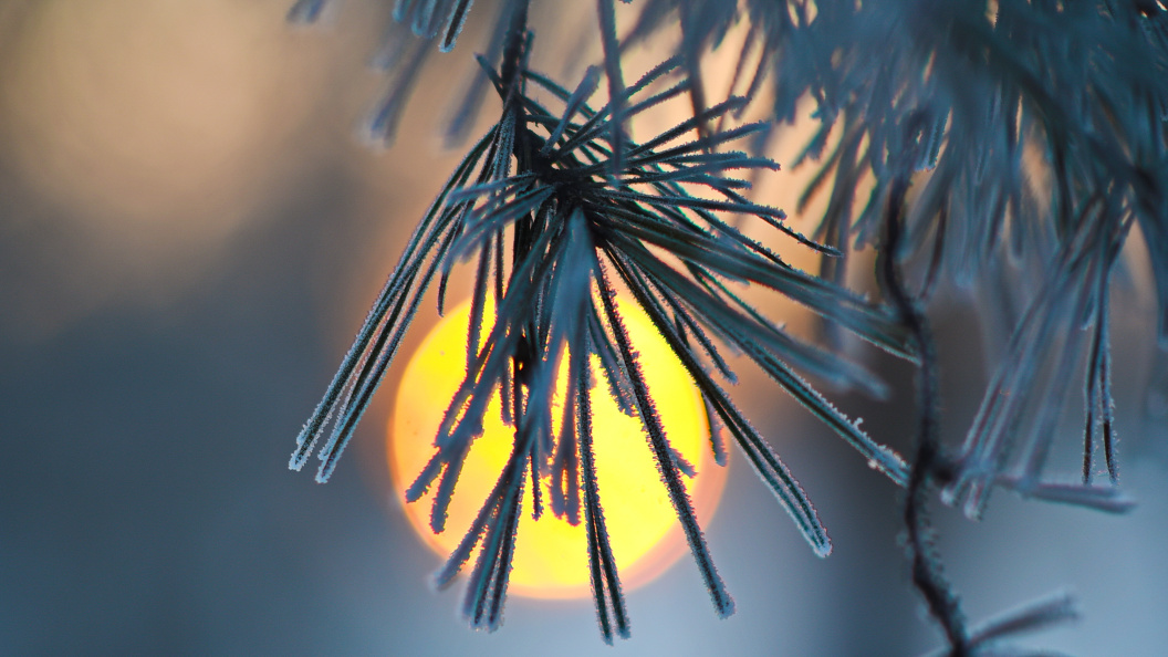    Фото: Царьград