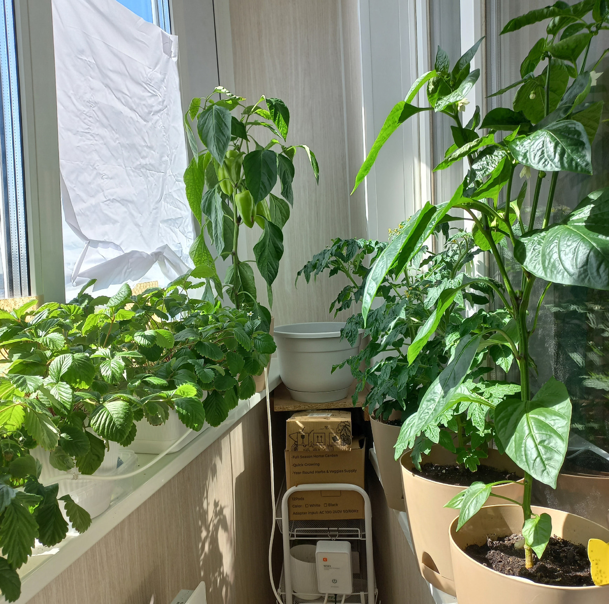 Огород 2025 года