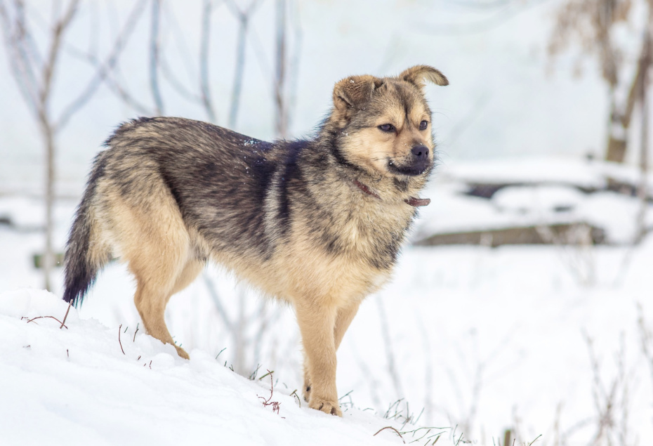    Shutterstock/FOTODOM