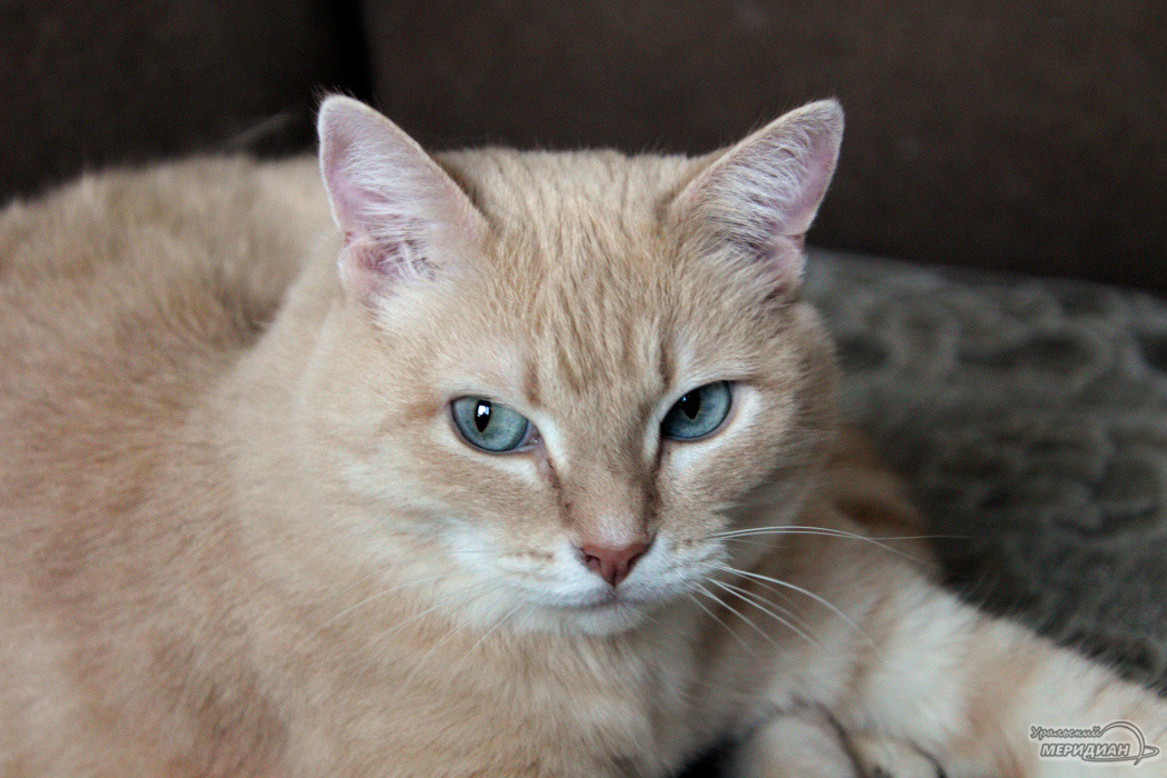    Фото Ольга Аникина © ИА «Уральский меридиан»