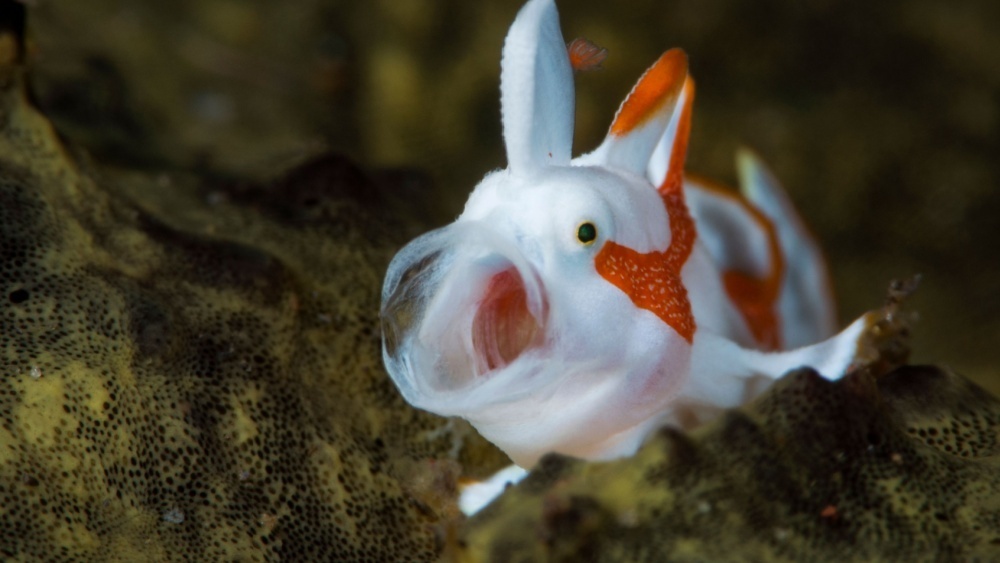     Фото: DiveIvanov/Shutterstock/FOTODOM
