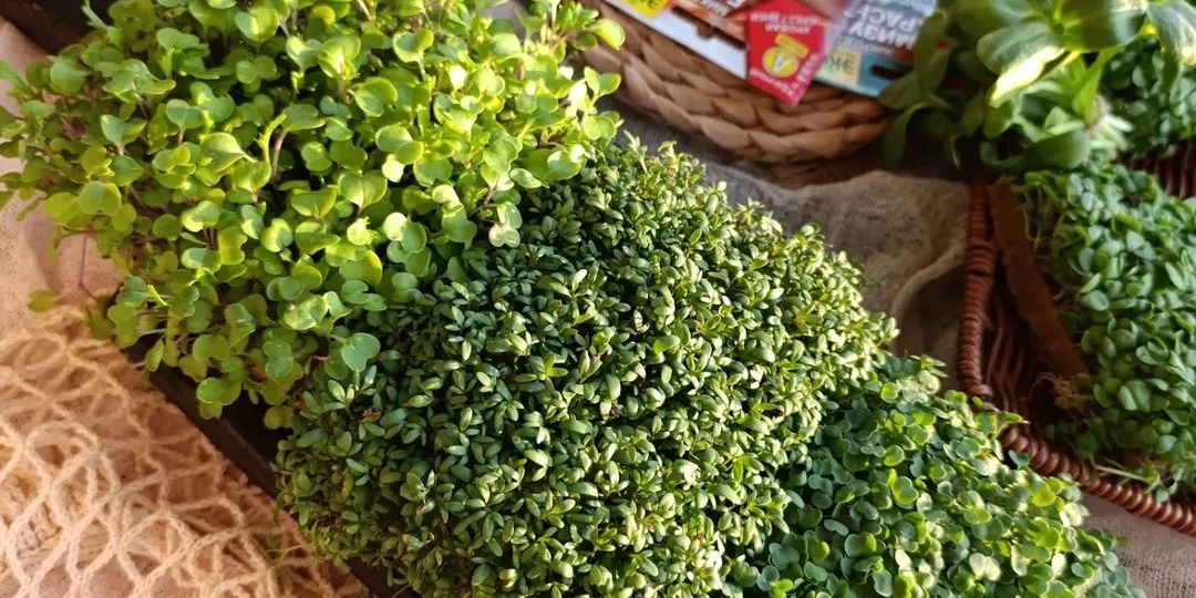 Витаминная бомба: как микрозелень меняет рацион.