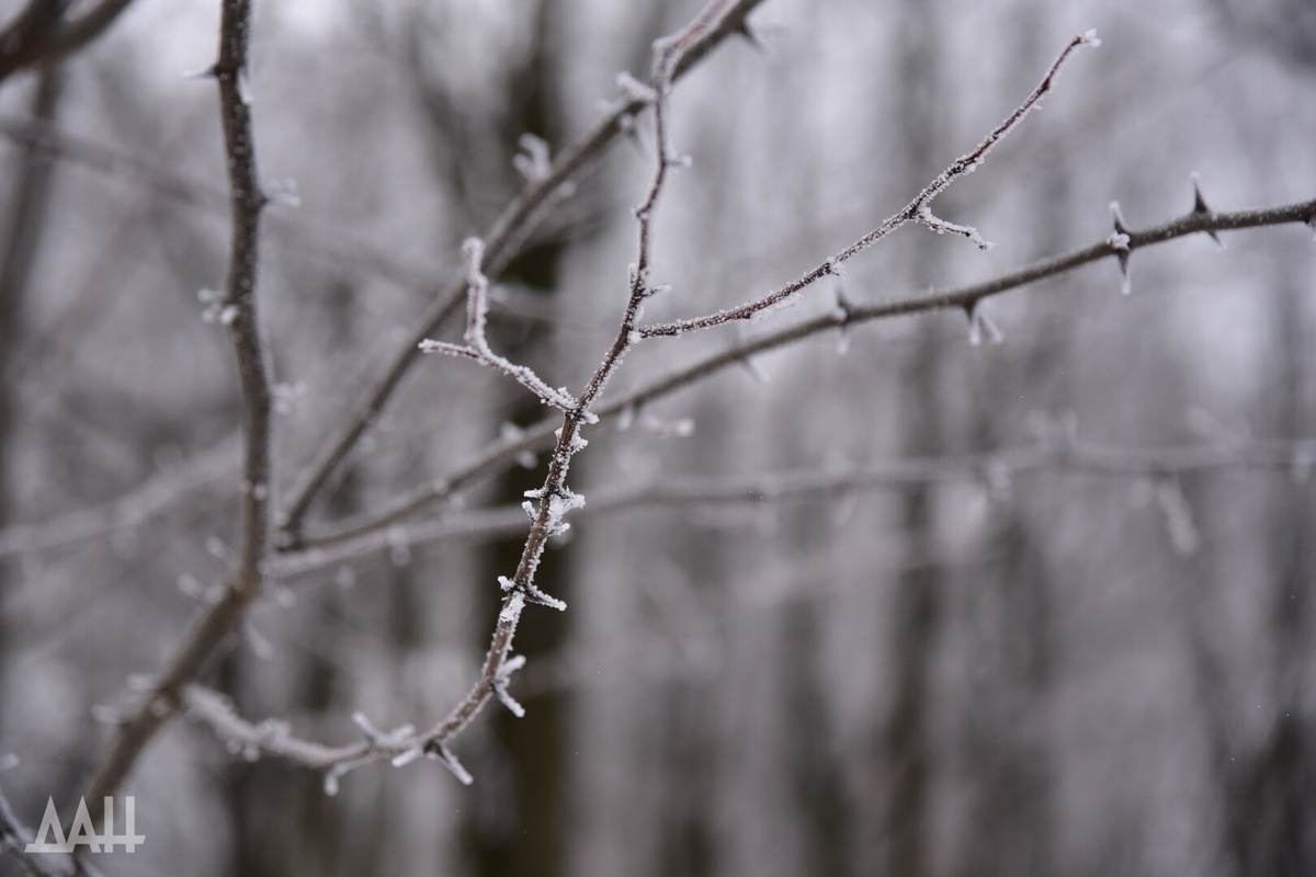   Фото: Донецкое агентство новостей