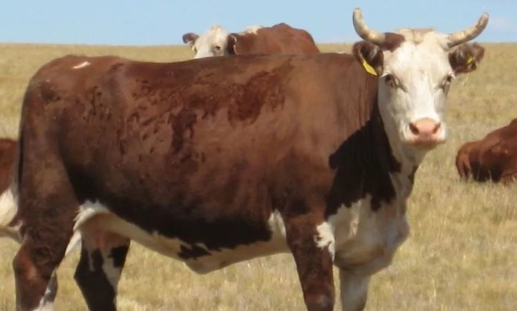    Фото: Минсельхоз Оренбургской области