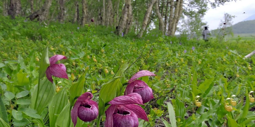 🌼 Где на Алтае растут Венерины башмачки