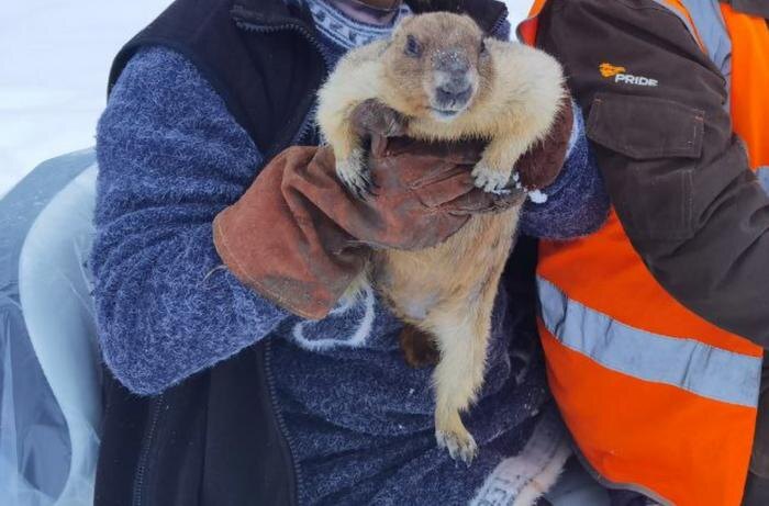 Обложка © Telegram / Приют Белоснежки The Snow White's Shelter