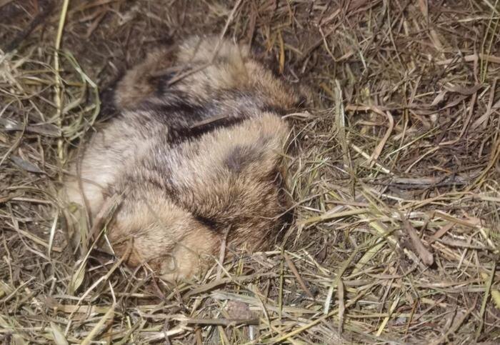 Сурок Филимон впервые не проснулся в «свой» день, предвещая долгую зиму. Фото © Telegram / Приют Белоснежки The Snow White's Shelter