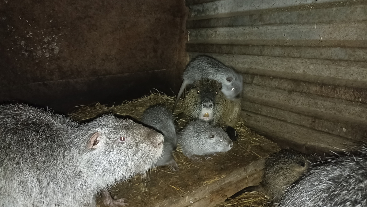 Нутрии в клетке