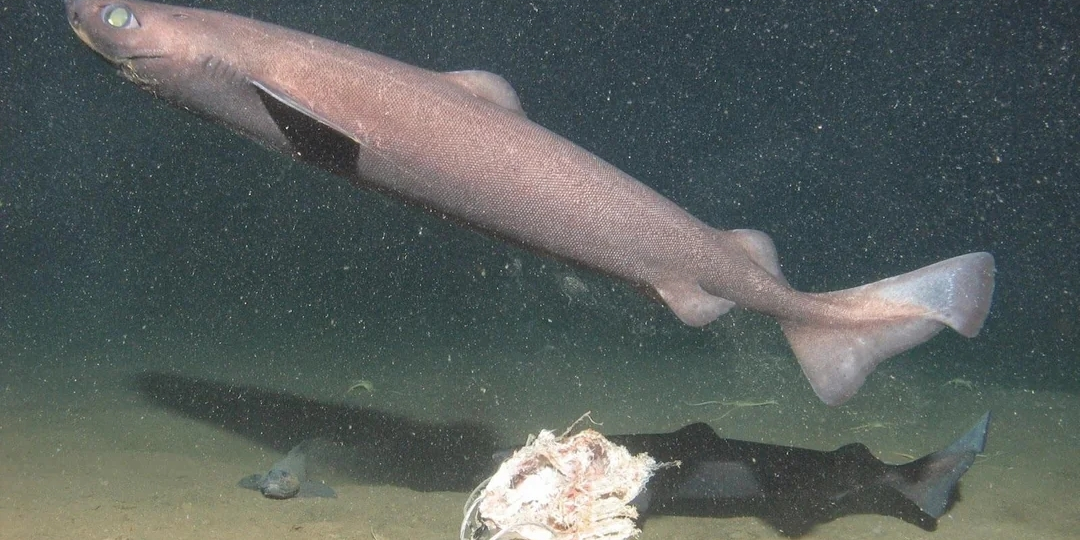 Белоглазая колючая акула: Забралась в непроглядную тьму. Главный хищник бездны