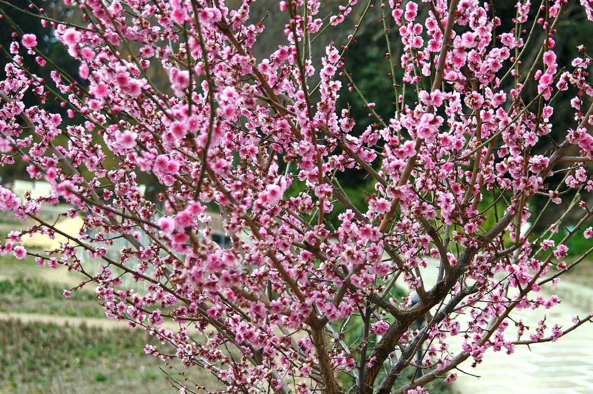    Персик Давида. Фото автора