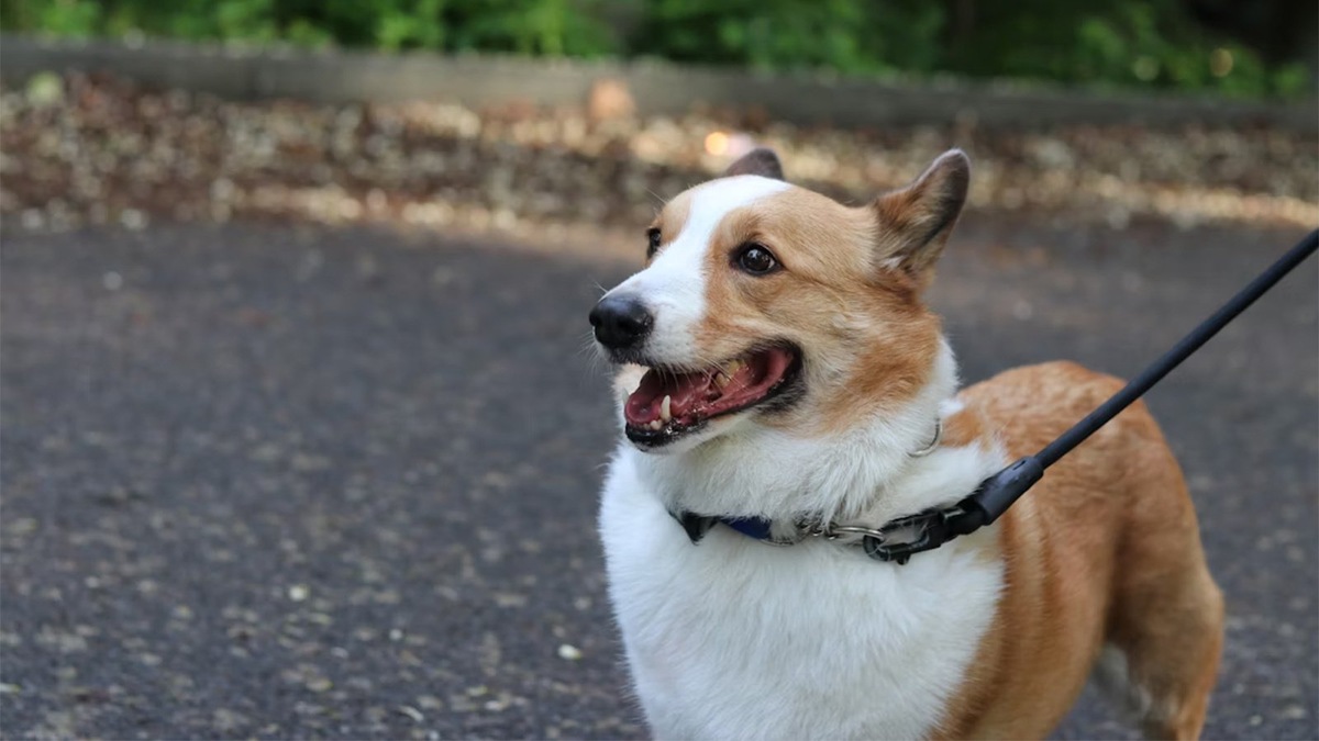    Рулетку стоит использовать с осторожностью