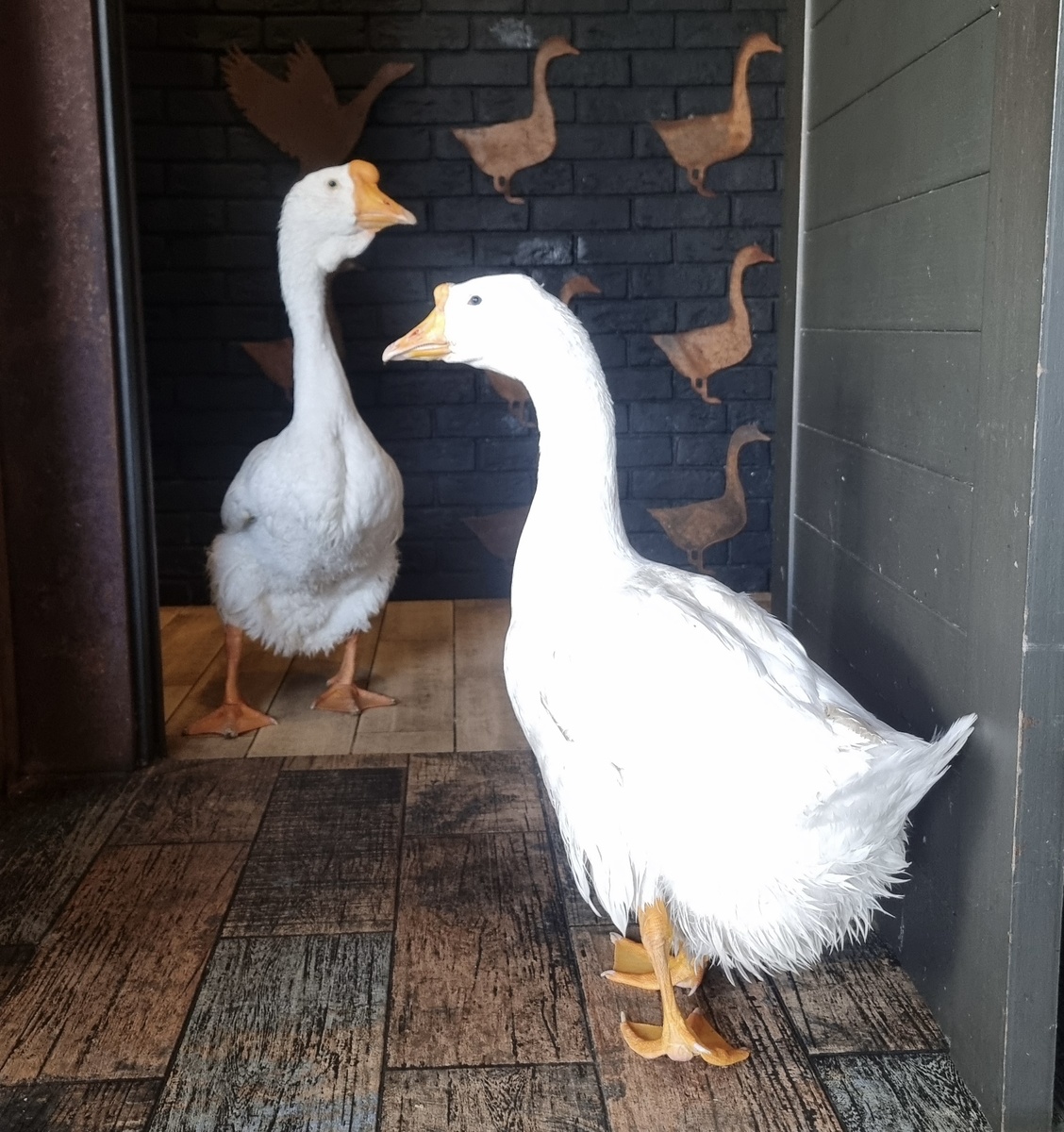 Ресторан Gussi, Адлер, "Мандарин"