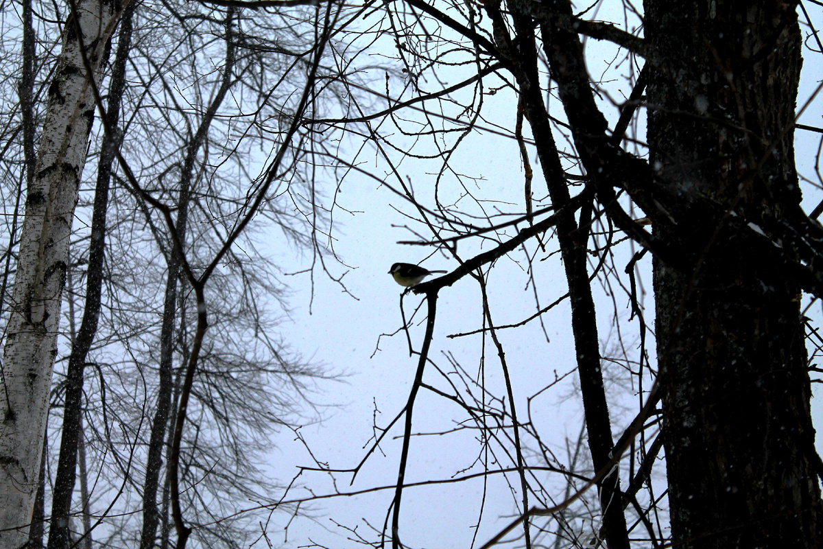 Фото автора.