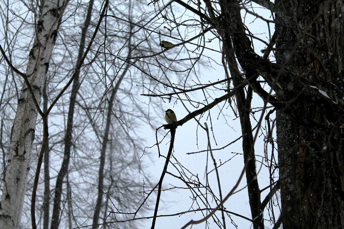 Фото автора.