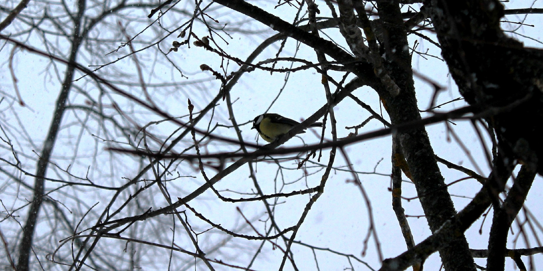Снегопад и снежинки