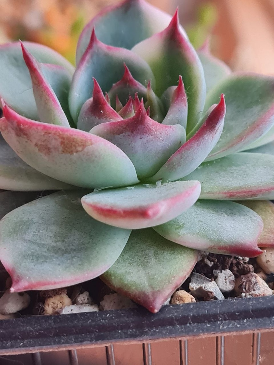  Echeveria Chihuahuensis / Эхеверия Чихуахуензис. Sunny kid | Succulent