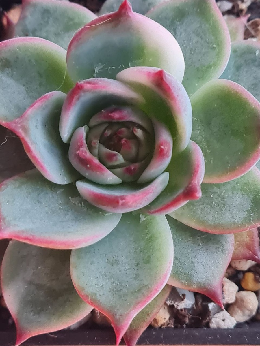  Echeveria Chihuahuensis / Эхеверия Чихуахуензис. Sunny kid | Succulent