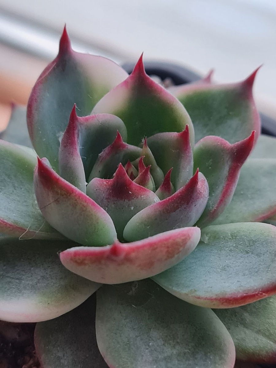  Echeveria Chihuahuensis / Эхеверия Чихуахуензис. Sunny kid | Succulent