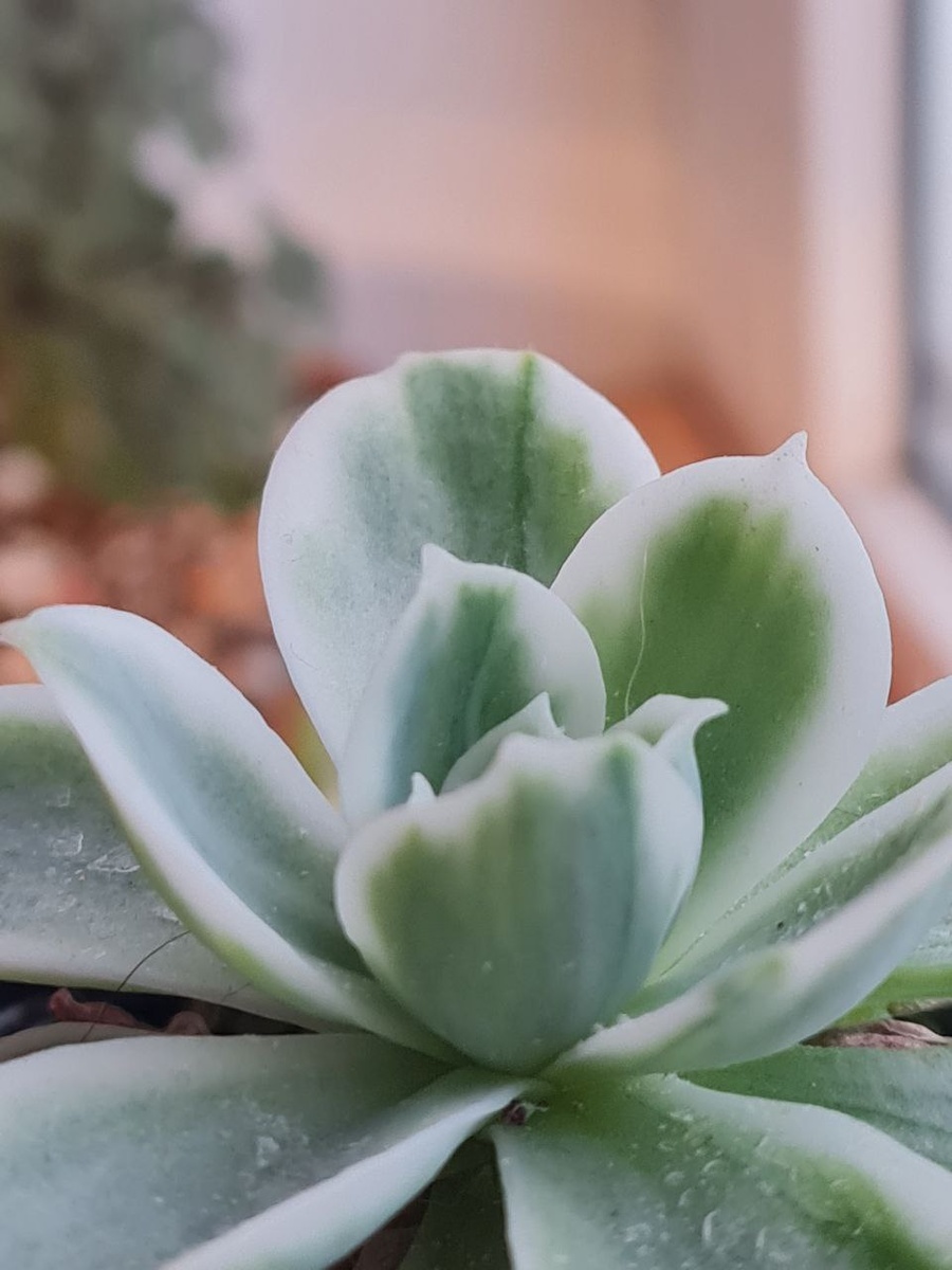 Echeveria Lemon Rose variegata / Эхеверия Лемон Роуз вариегатная. Sunny kid | Succulent