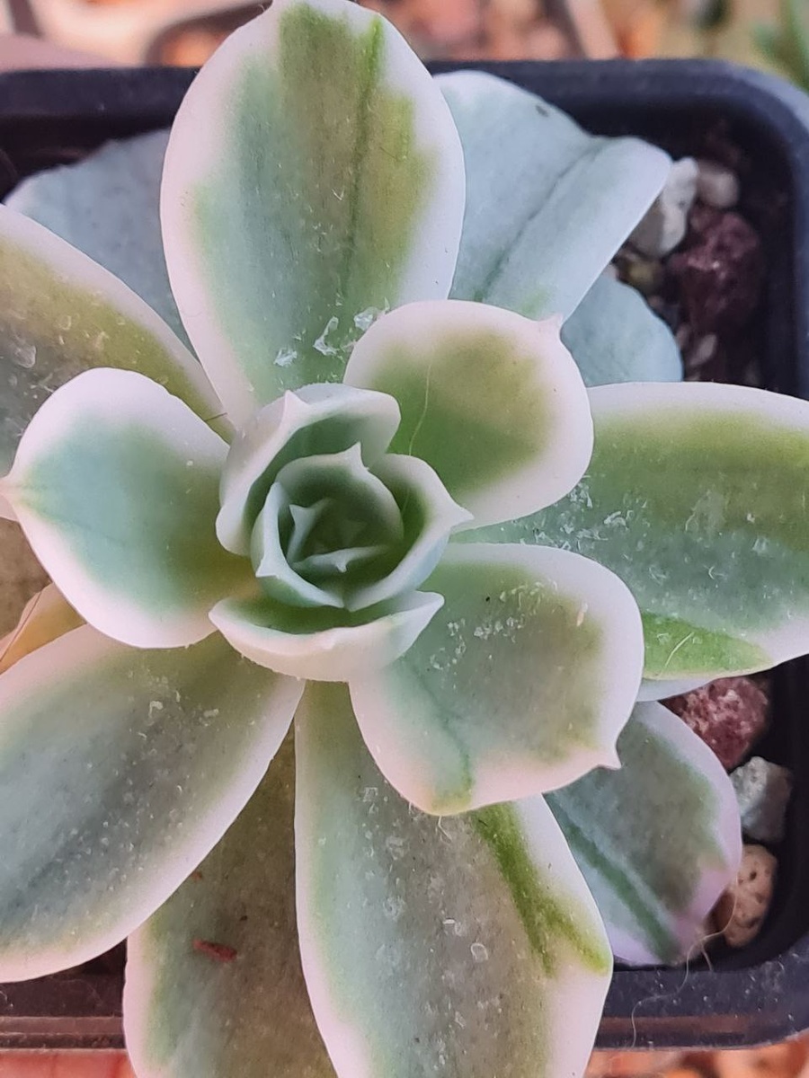 Echeveria Lemon Rose variegata / Эхеверия Лемон Роуз вариегатная. Sunny kid | Succulent