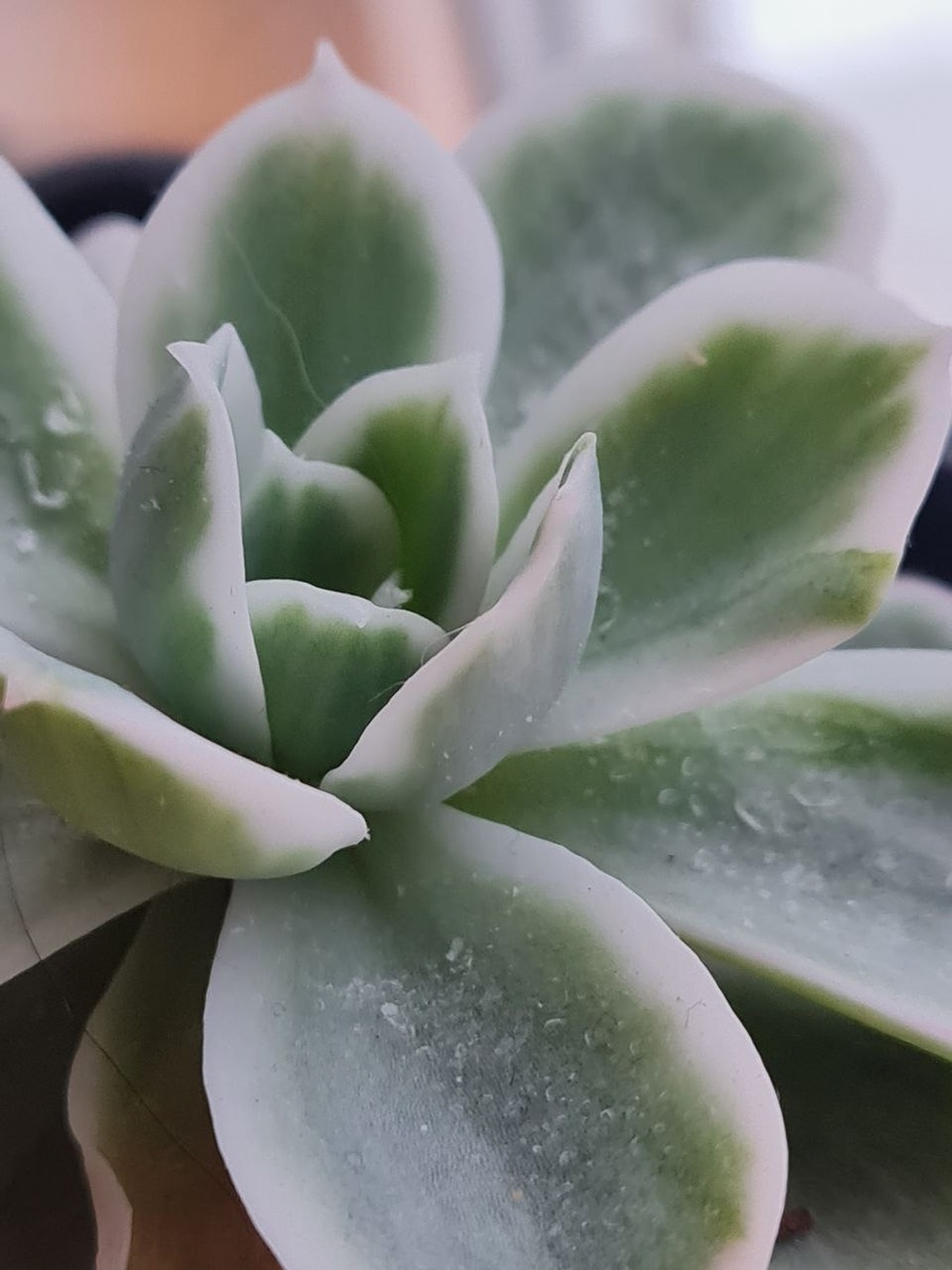 Echeveria Lemon Rose variegata / Эхеверия Лемон Роуз вариегатная. Sunny kid | Succulent