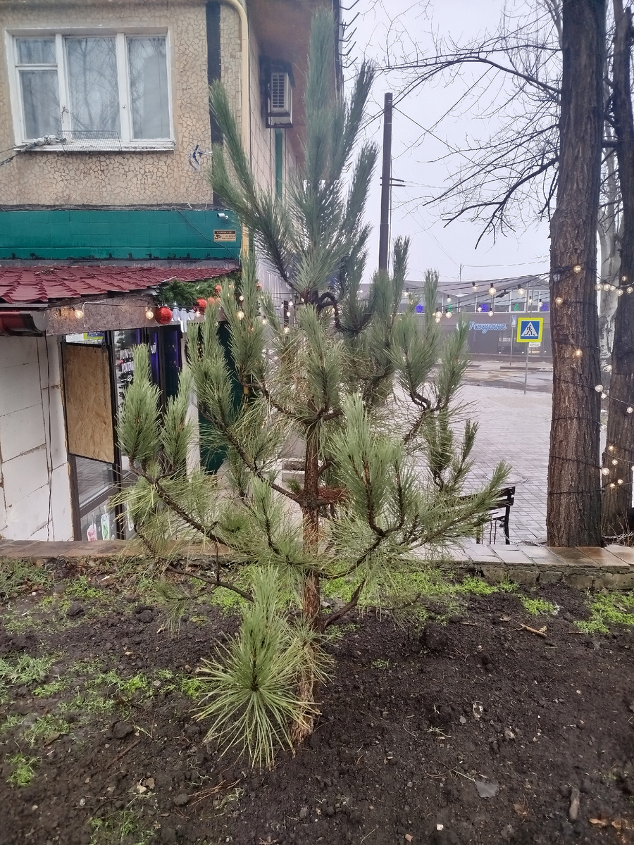 Молодая сосна в клумбе в конце проспекта Гурова.