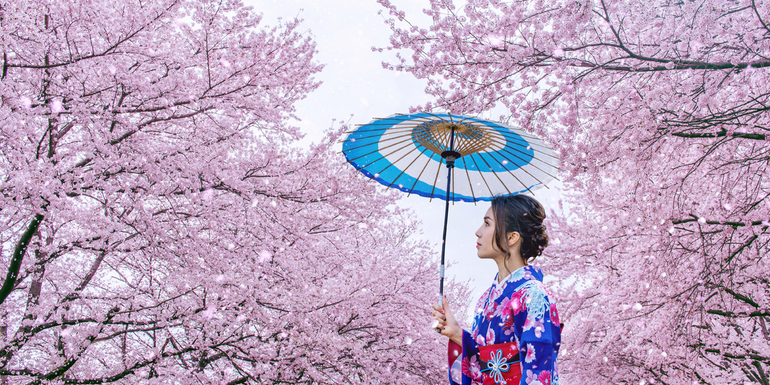 Китай отменяет рейсы в Японию. Как недорого добраться на Ханами самостоятельно.