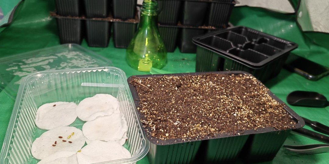 Что посеять в феврале. Дачный сезон 2026