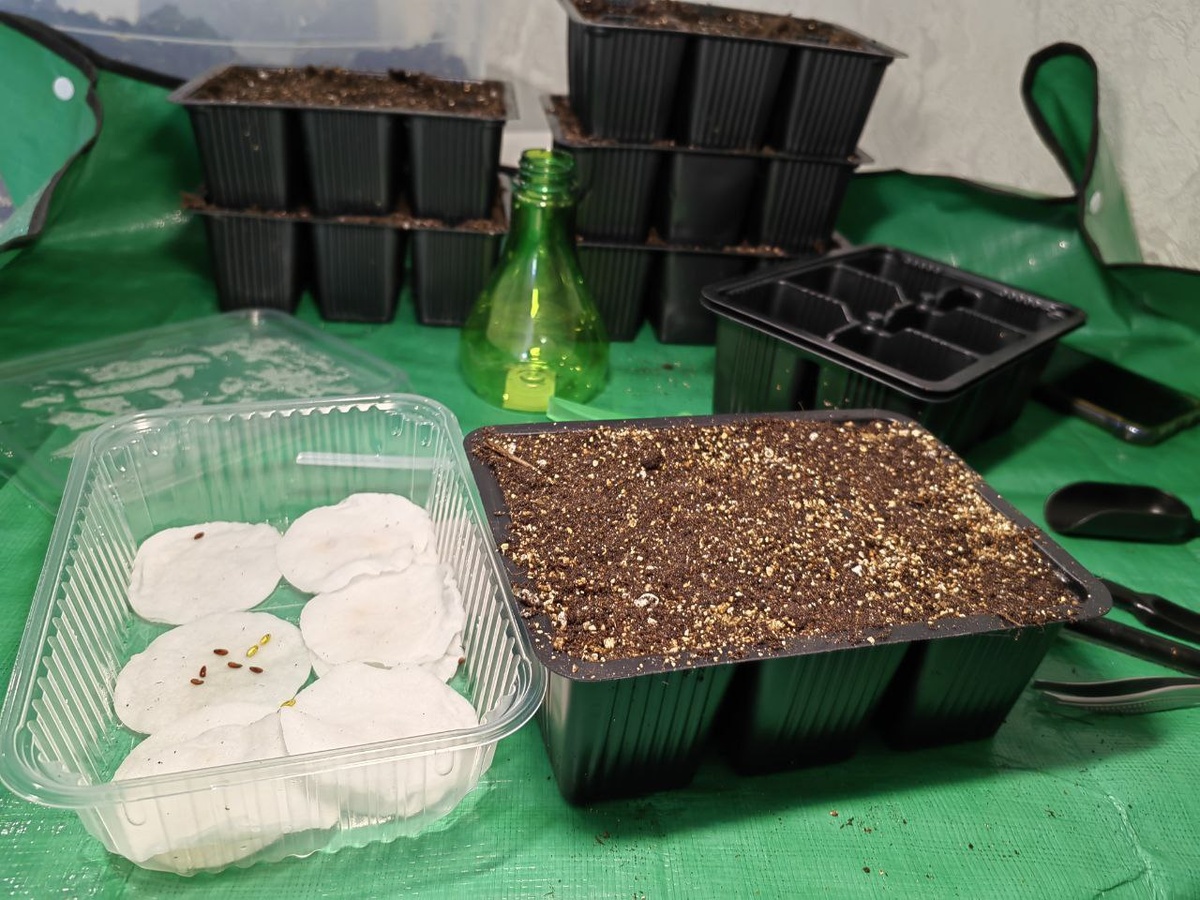 Посев герани. 