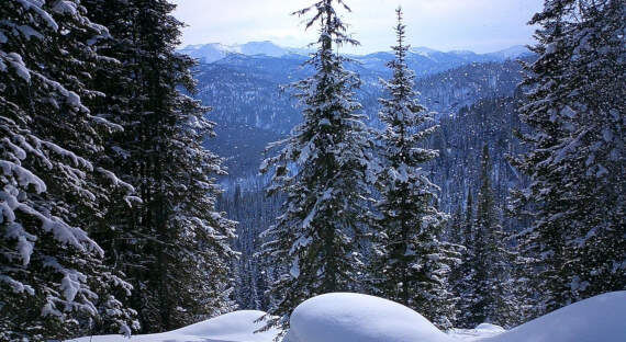 Фото из Яндекса