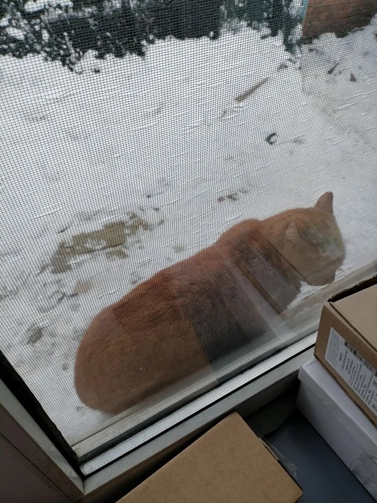 Василевс хочет домой)