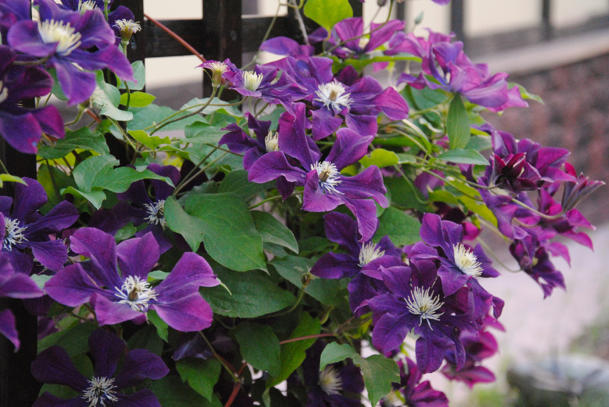 Клематис Варшавска Найк (Warszawska Nike) в моем саду
