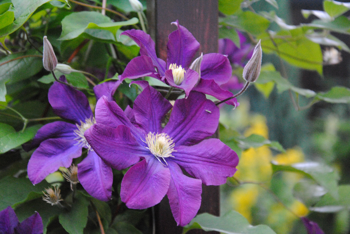 Клематис Варшавска Найк (Warszawska Nike) в моем саду