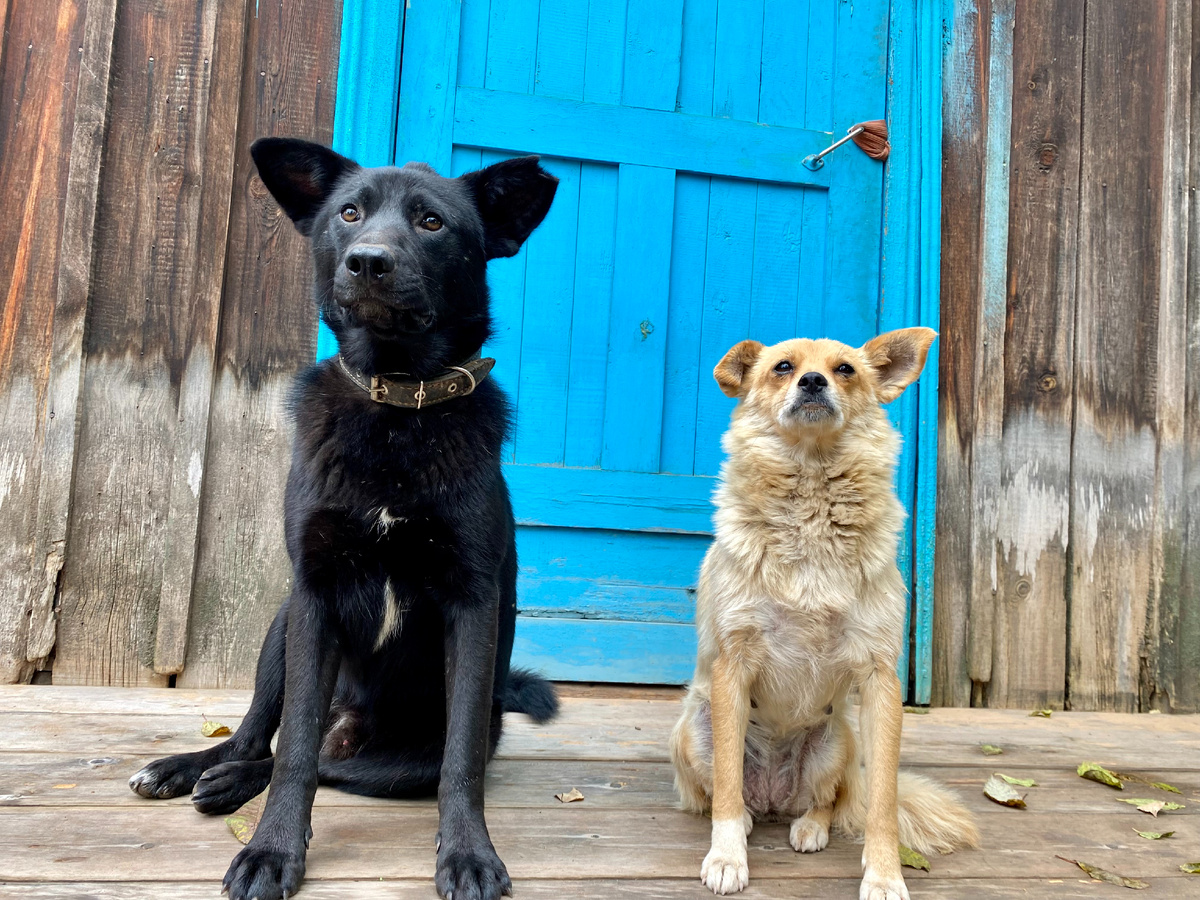 Никаких аналогий. Просто пара деревенских пёселей. Догадаетесь, кто здесь мальчик, а кто девочка?