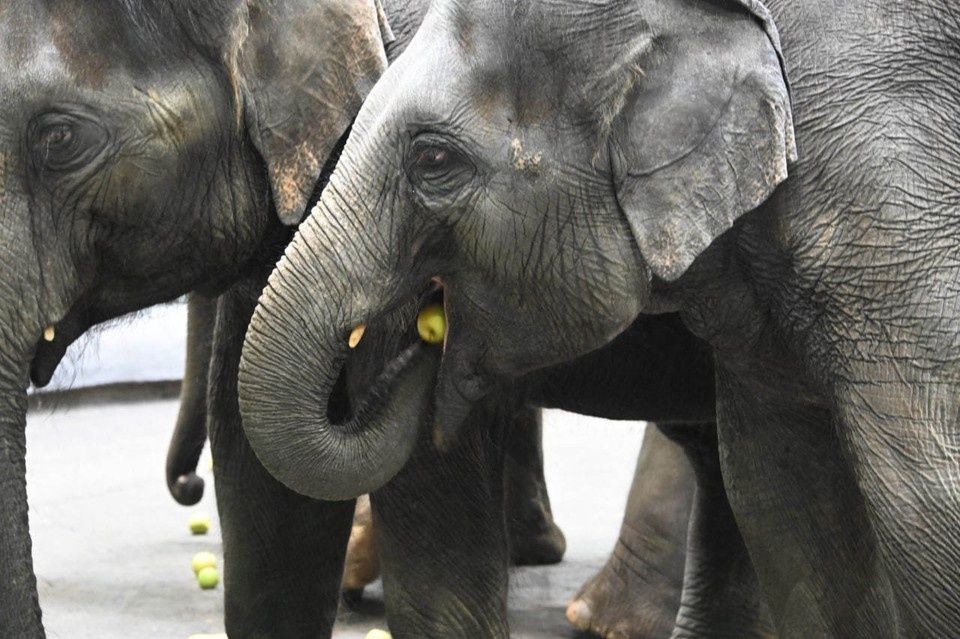    Дикий слон насмерть растоптал туриста в национальном парке Таиланда Владимир ВЕЛЕНГУРИН