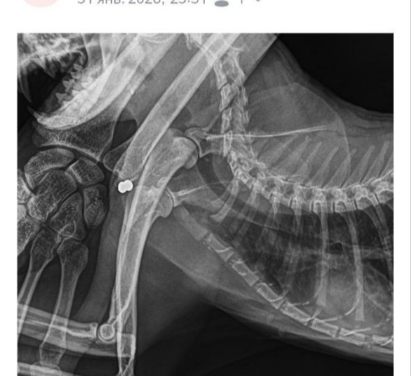 Пуля для Ромашки.