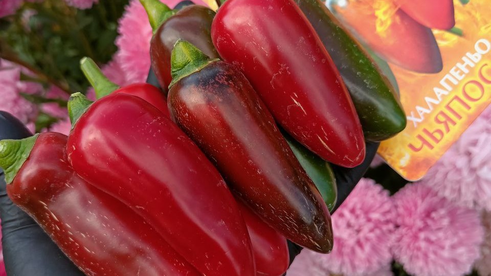 УЛУЧШЕННАЯ версия ХАЛАПЕНЬО