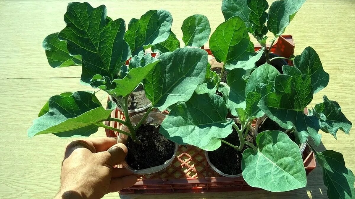 Когда сеять баклажаны на рассаду в феврале 