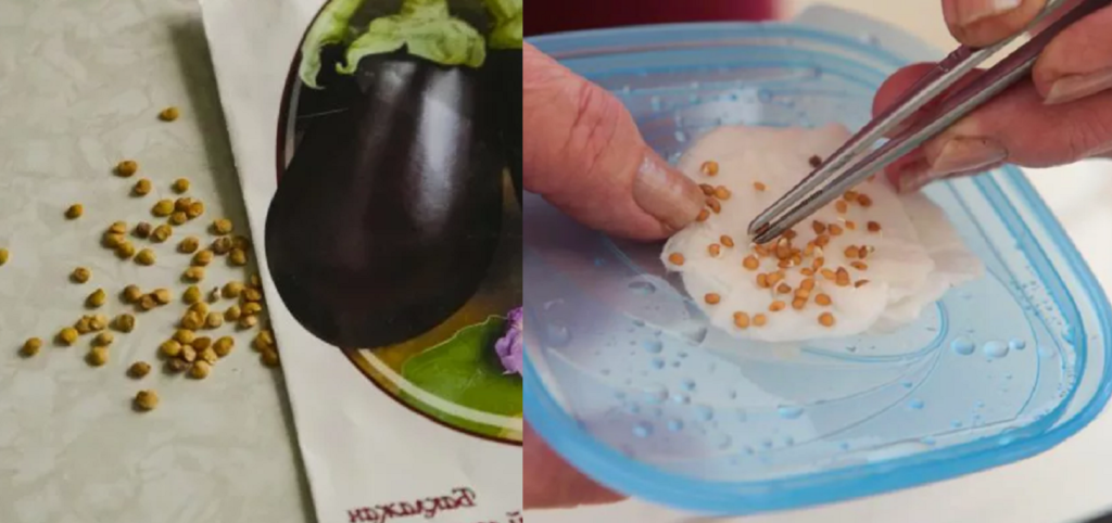 Подготовка семян баклажанов перед посевом