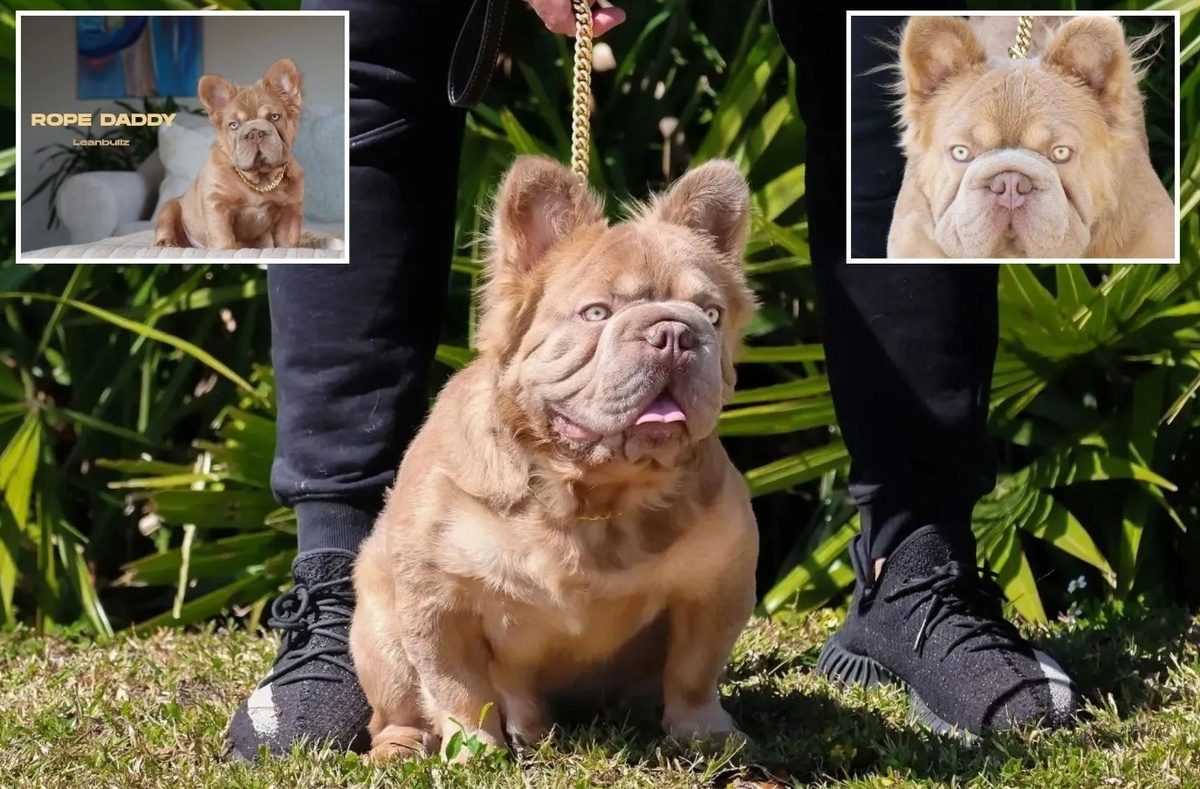    У бигропов шире грудная клетка, чем у обычных французских бульдогов, что делает их силуэт более мускулистым и «коренастым». Источник изображения: odditycentral.com