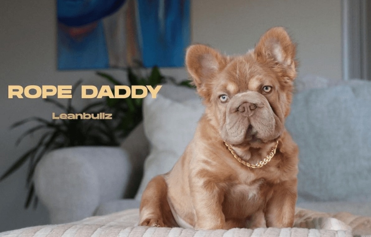    Rope Daddy принимает участие в выставках собак класса «люкс» и уже получил несколько национальных наград. Источник изображения: odditycentral.com