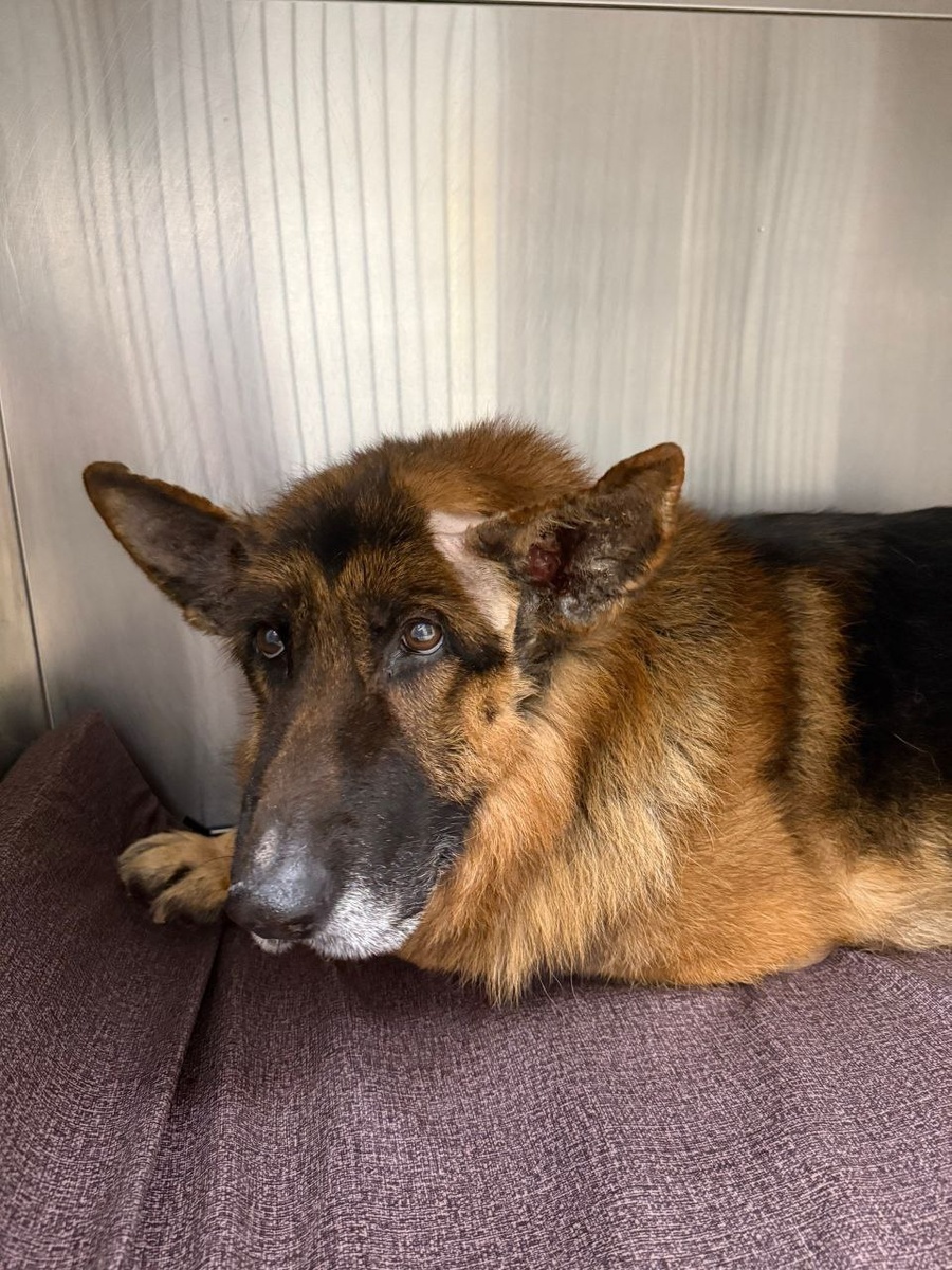 Рексик🥺💔