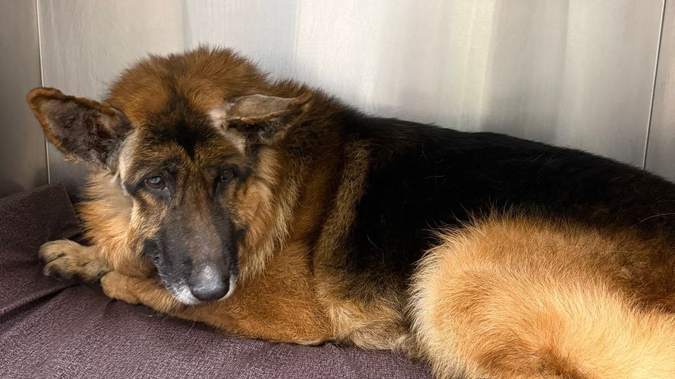 2-я часть.Хозяин выставил истощенного в край, 10-ти летнего немца, на мороз, приют поступил так же. Спасение Рекса